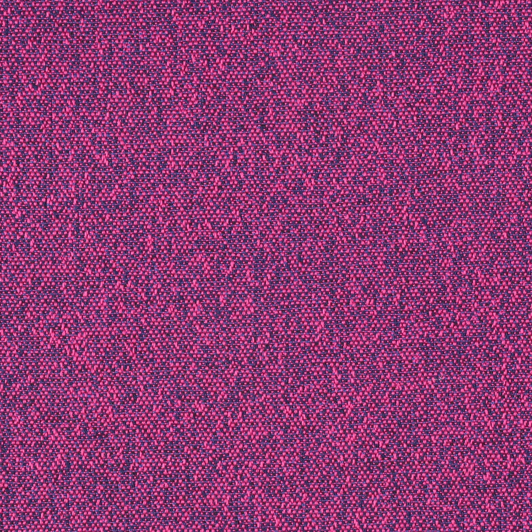 Austin Fuchsia